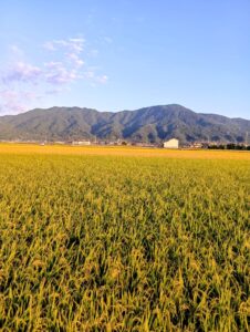 黄金色の稲穂が広がる田んぼと山並み